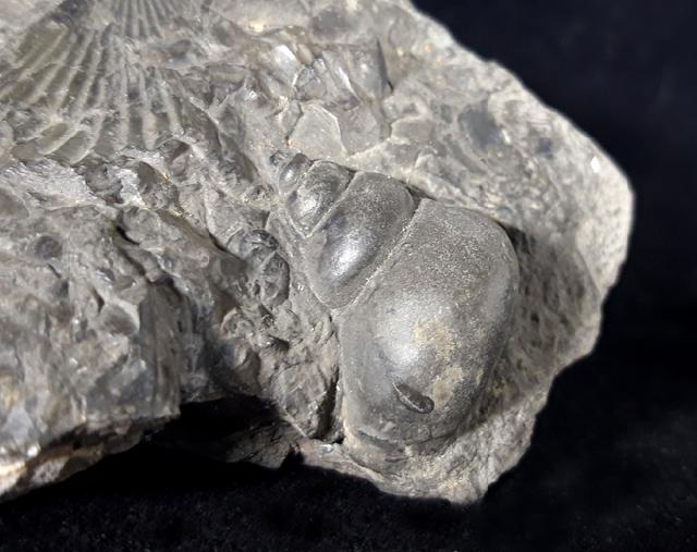 Tylotrochus subimbricata (ORBIGNY 1850) - Bild © FossNet FossilienStore